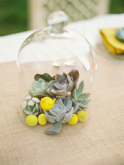 succulent terrarium