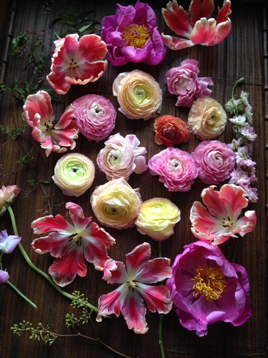 Parrot Tulips, Ranunculus, Peonies