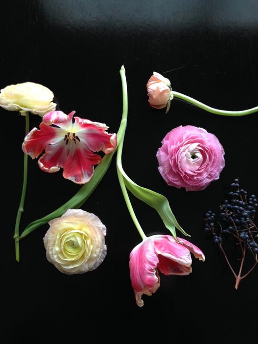 Pink Tulips, Pink Ranunculus