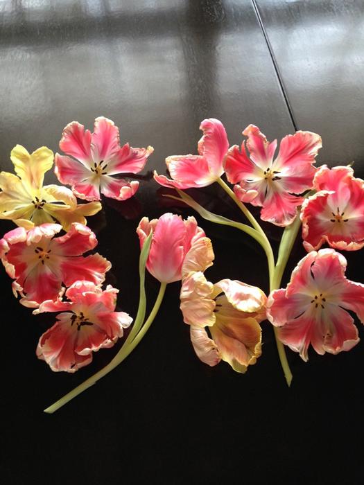 Parrot Tulips