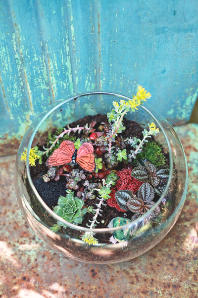 terrariums