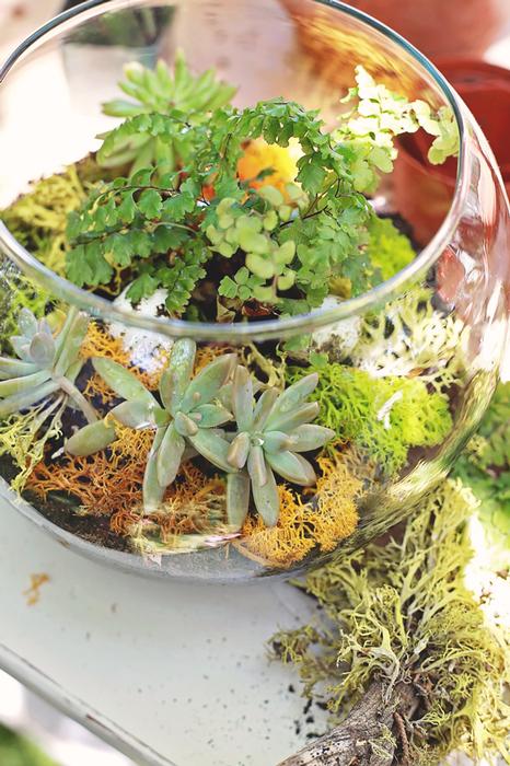 terrarium in a fish bowl