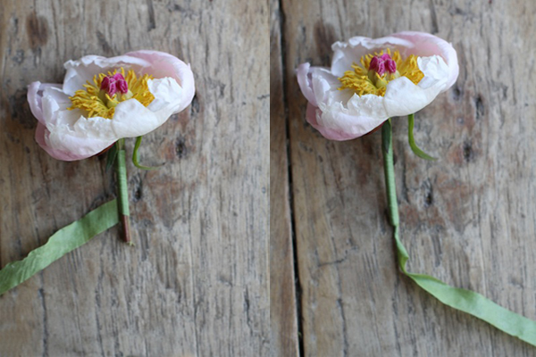 Peonies