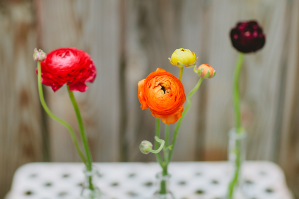red ranunculus