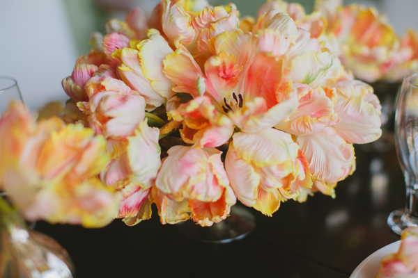 orange parrott tulips, fifty flowers