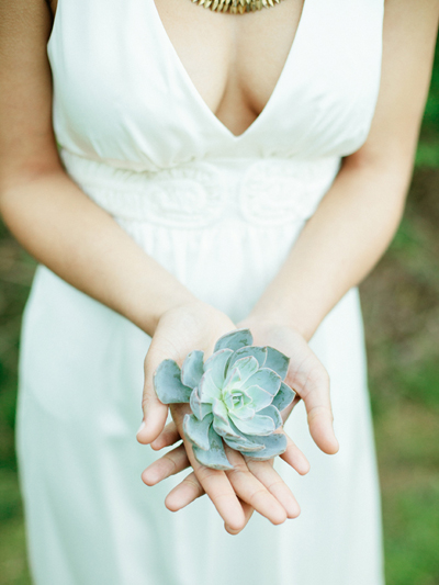 succulent