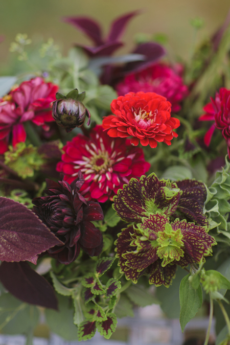 coleus and zinnas and dahlias