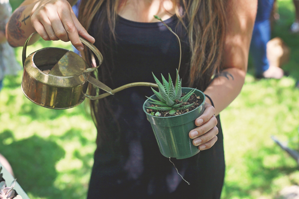watering can, succulents