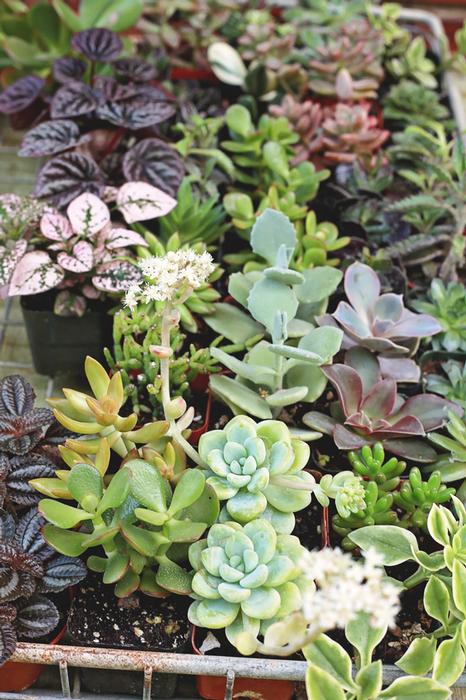 succulents, plants, gardens