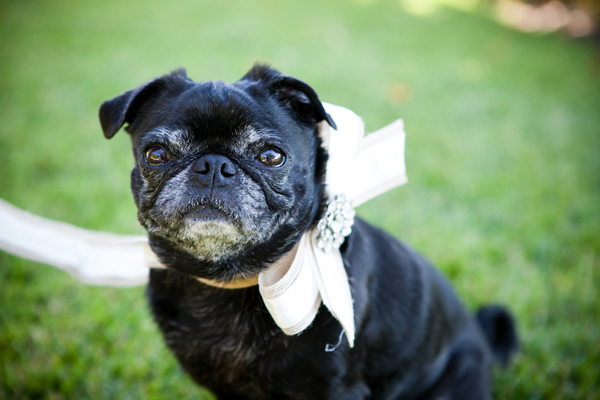 pets in weddings