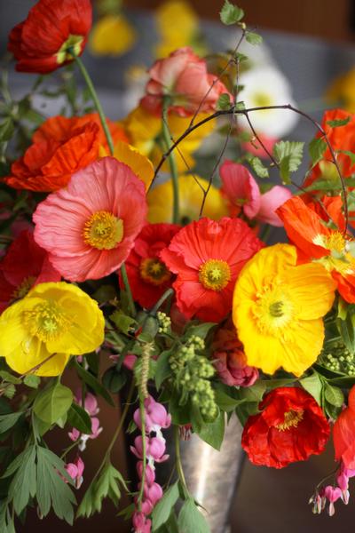 Red Poppies