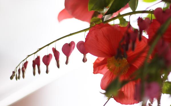 Poppies