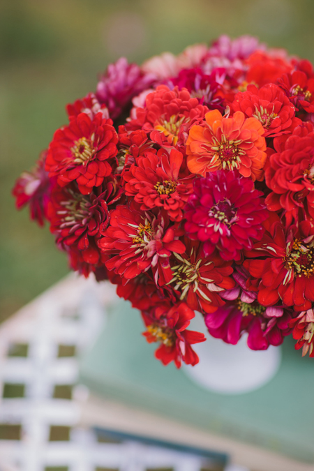 red and orange zinnias