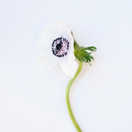 ANEMONES, WHITE