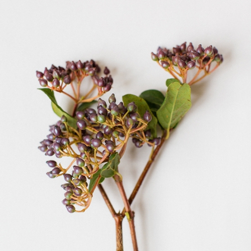 VIBURNUM BERRIES