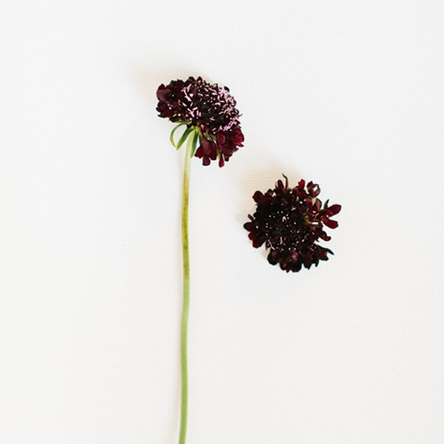 SCABIOSA, BLACK 