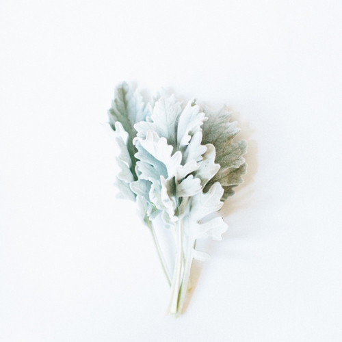FOLIAGE - DUSTY MILLER