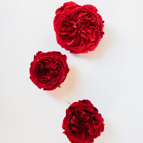 GARDEN ROSES, RED