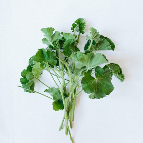 FOLIAGE - GERANIUM LEAVES