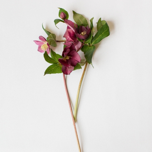 HELLEBORUS