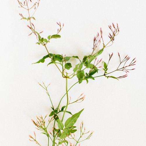FOLIAGE - JASMINE