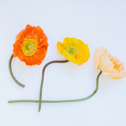 POPPIES
