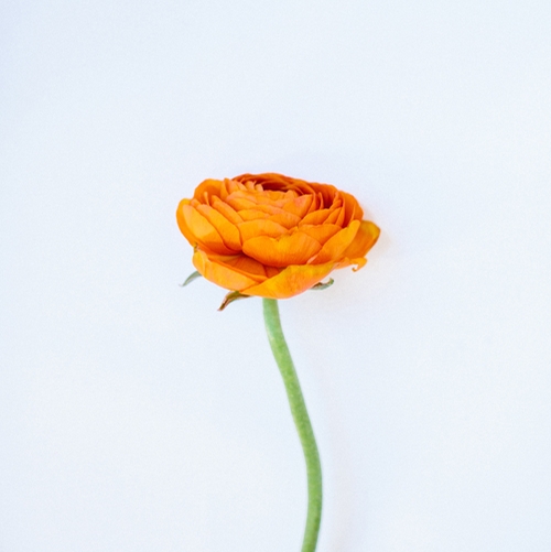 RANUNCULUS, ORANGE