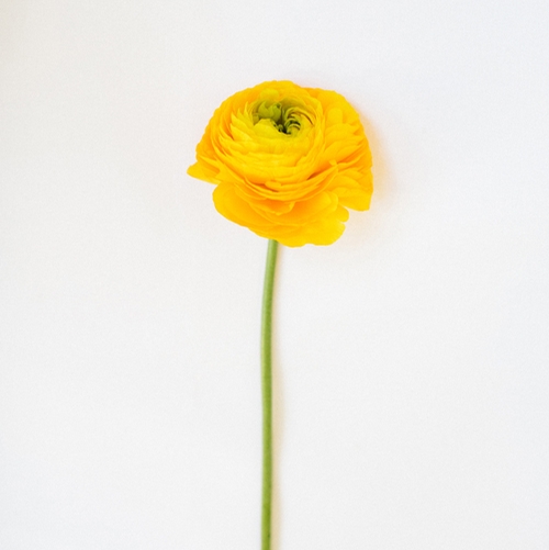 RANUNCULUS, YELLOW