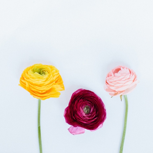 RANUNCULUS