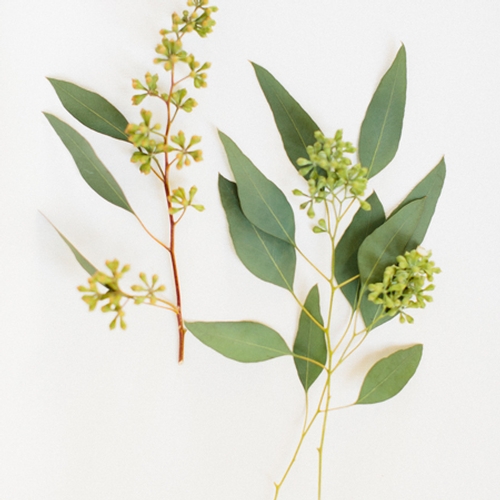 FOLIAGE - Seeded Eucalyptus