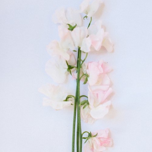 SWEET PEAS