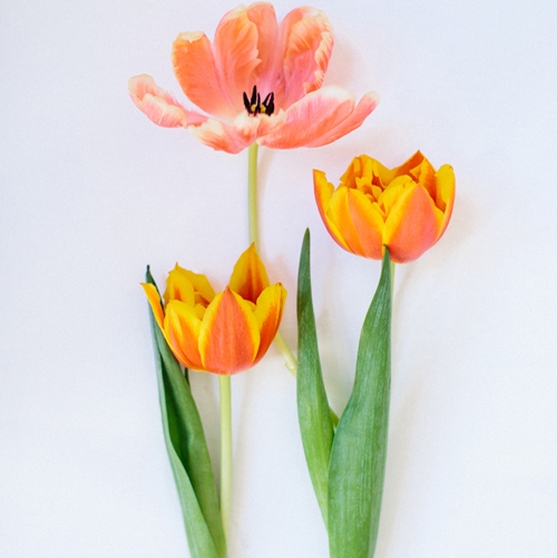 tulips